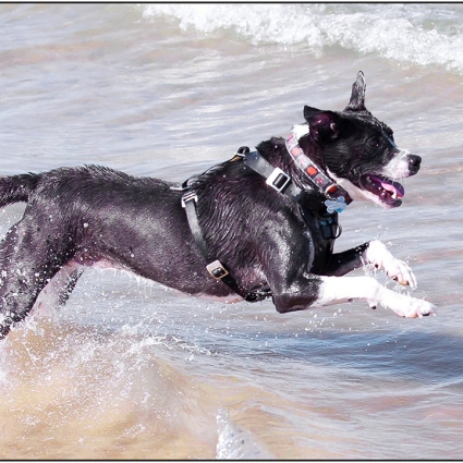Doggie-Beach-D-1200