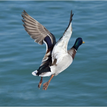 Goose in flight