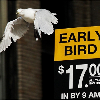 Early Bird
