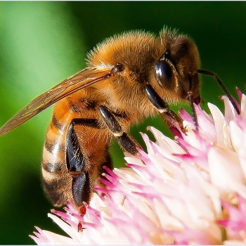 Bee-autiful