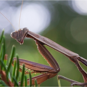 Mantis